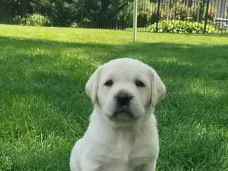 Labrador Retriever dogs for sale: Bella - Ad 4