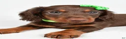 Miniature Dachshund dogs for sale: Theo - Ad 7