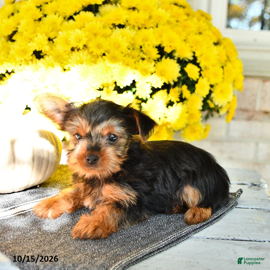 Yorkshire Terrier dogs Ralph - Ad 2