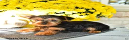 Yorkshire Terrier dogs for sale: Ralph - Ad 2