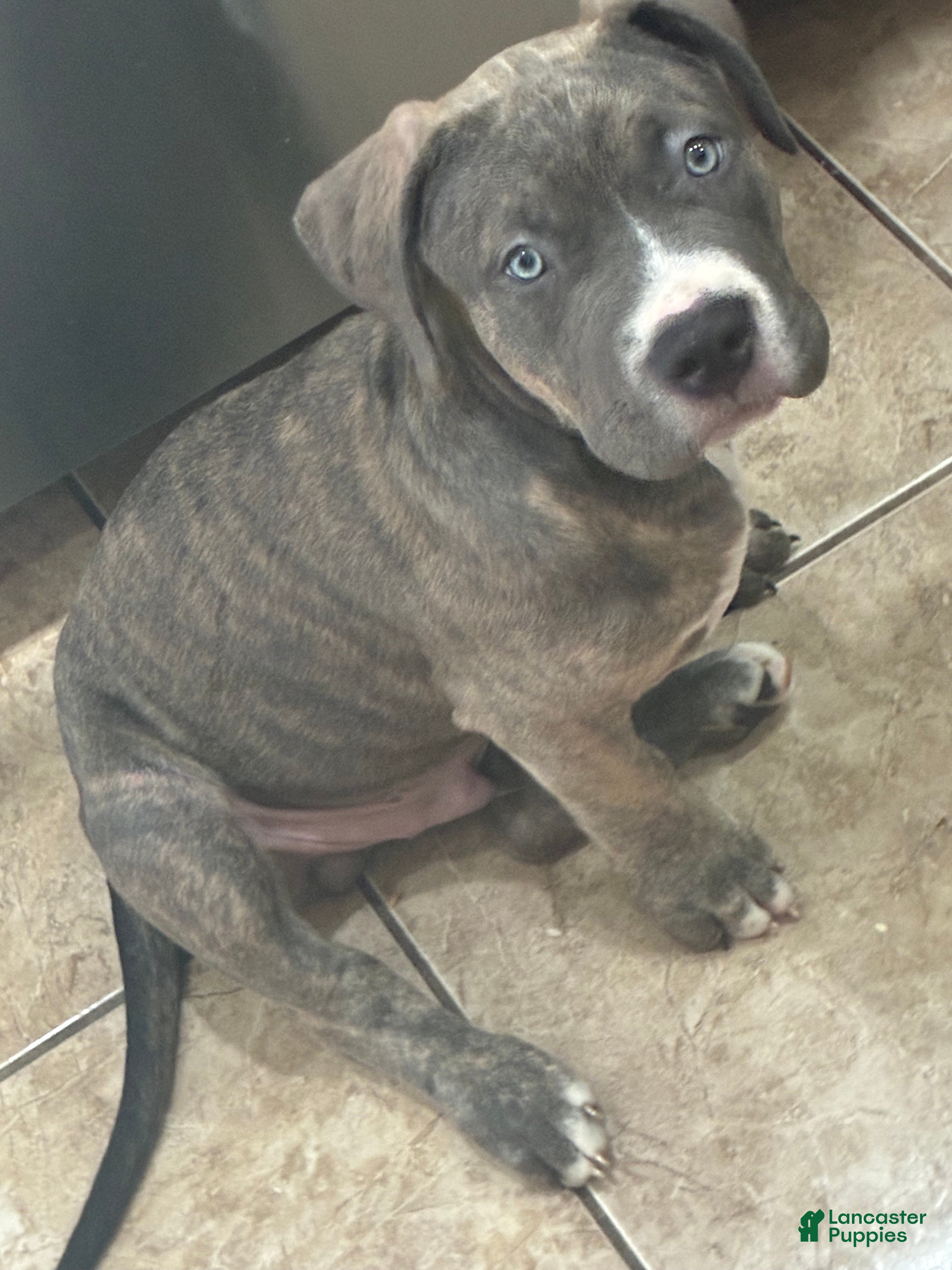 American Bully dogs Napoleon  - Ad 1