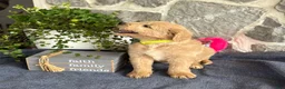 Goldendoodle dogs for sale: Nigel - Ad 14