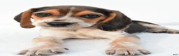 Beagle dogs for sale: Andy - Ad 6