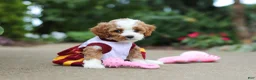 Cavapoo dogs for sale: Dolly - Ad 17
