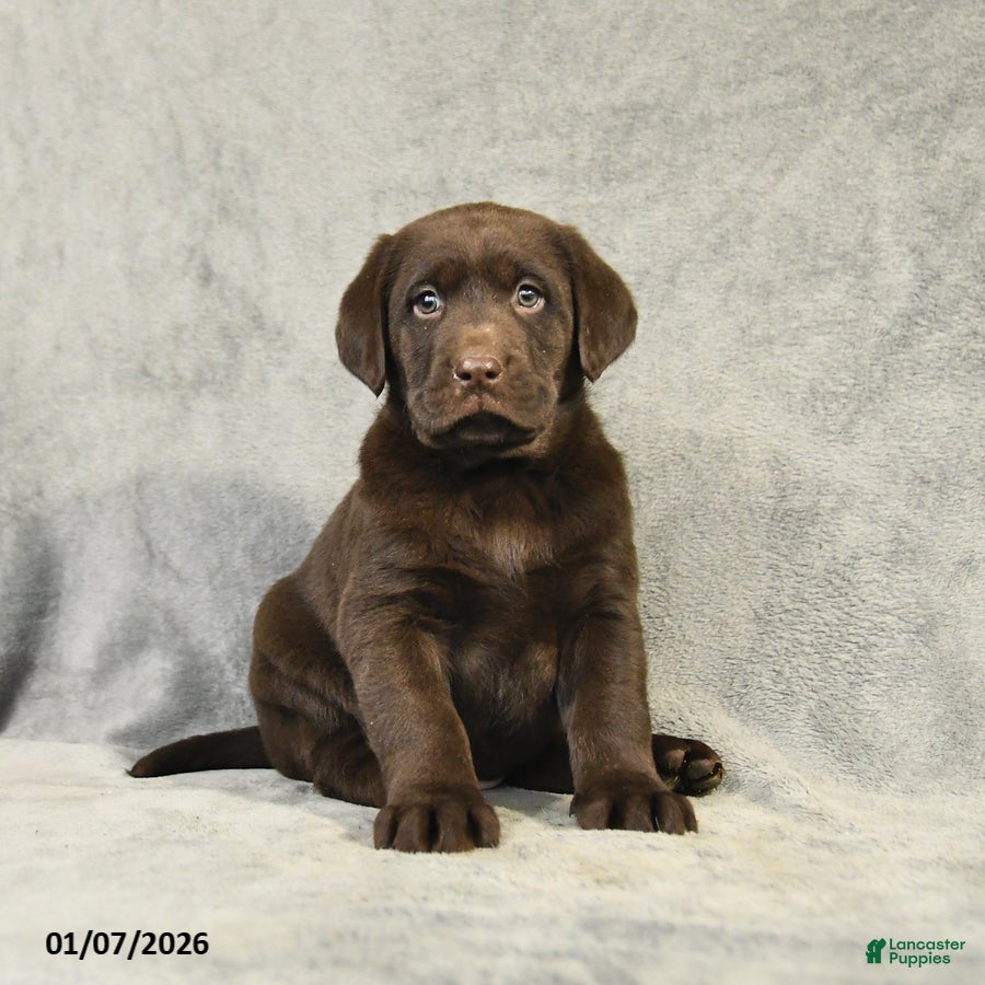 Labrador Retriever dogs for sale: Barkley - Ad 2