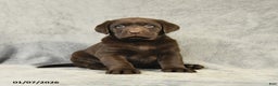 Labrador Retriever dogs for sale: Barkley - Ad 1