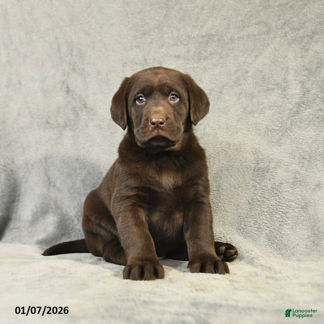 Labrador Retriever dogs for sale: Barkley - Ad 1