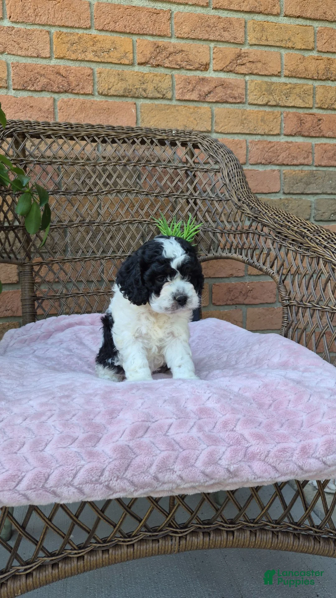 Cockapoo dogs for sale: Izzy - Ad 10