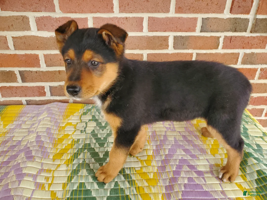 Mixed Breed dogs for sale: Bear - Ad 6