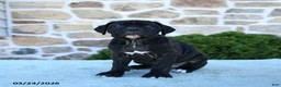 Cane Corso dogs for sale: Tilly - Ad 5