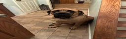 English Mastiff dogs for sale: English Mastiff Puppy 2 - Ad 7