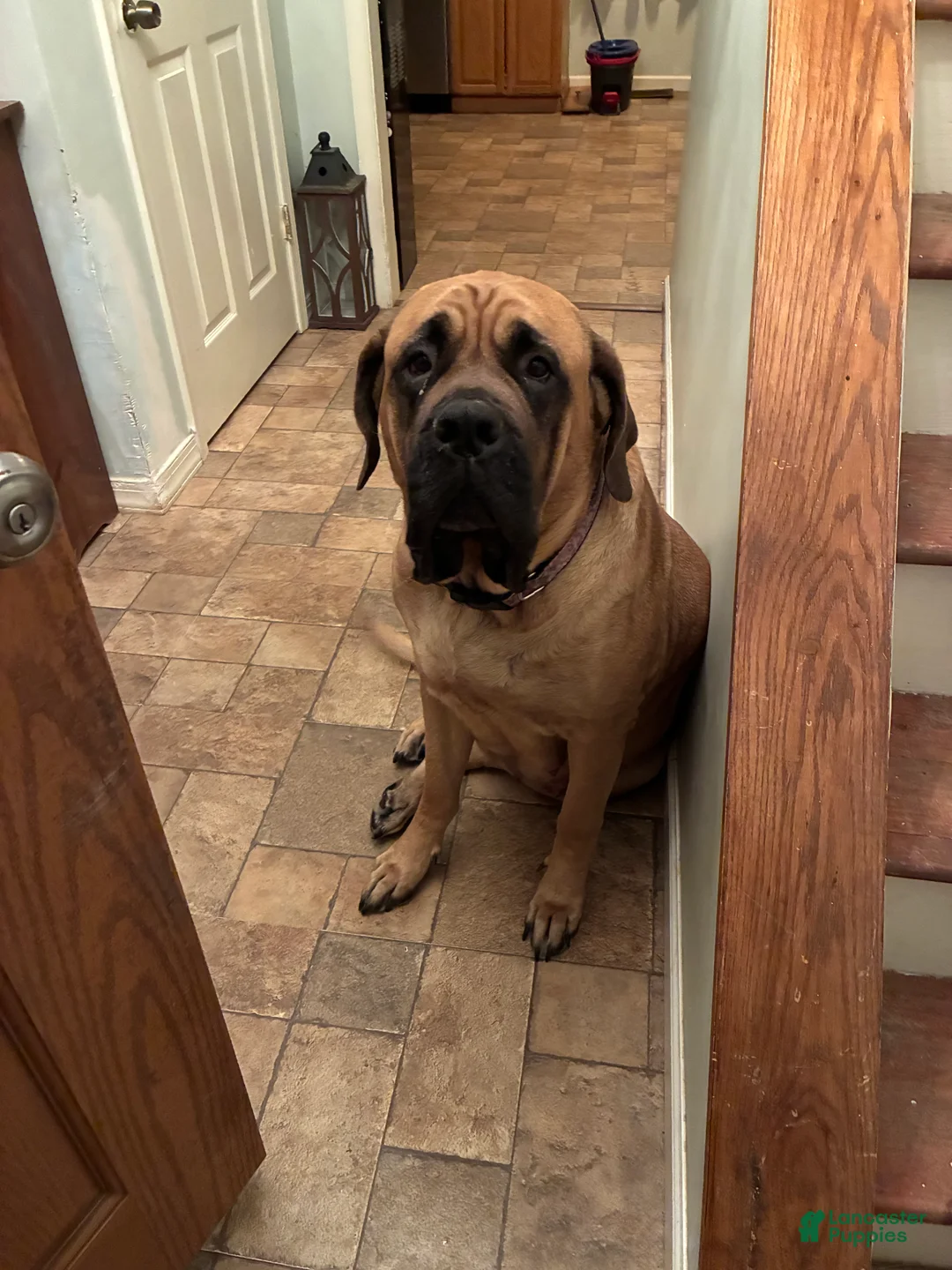 English Mastiff dogs for sale: English Mastiff Puppy 2 - Ad 7