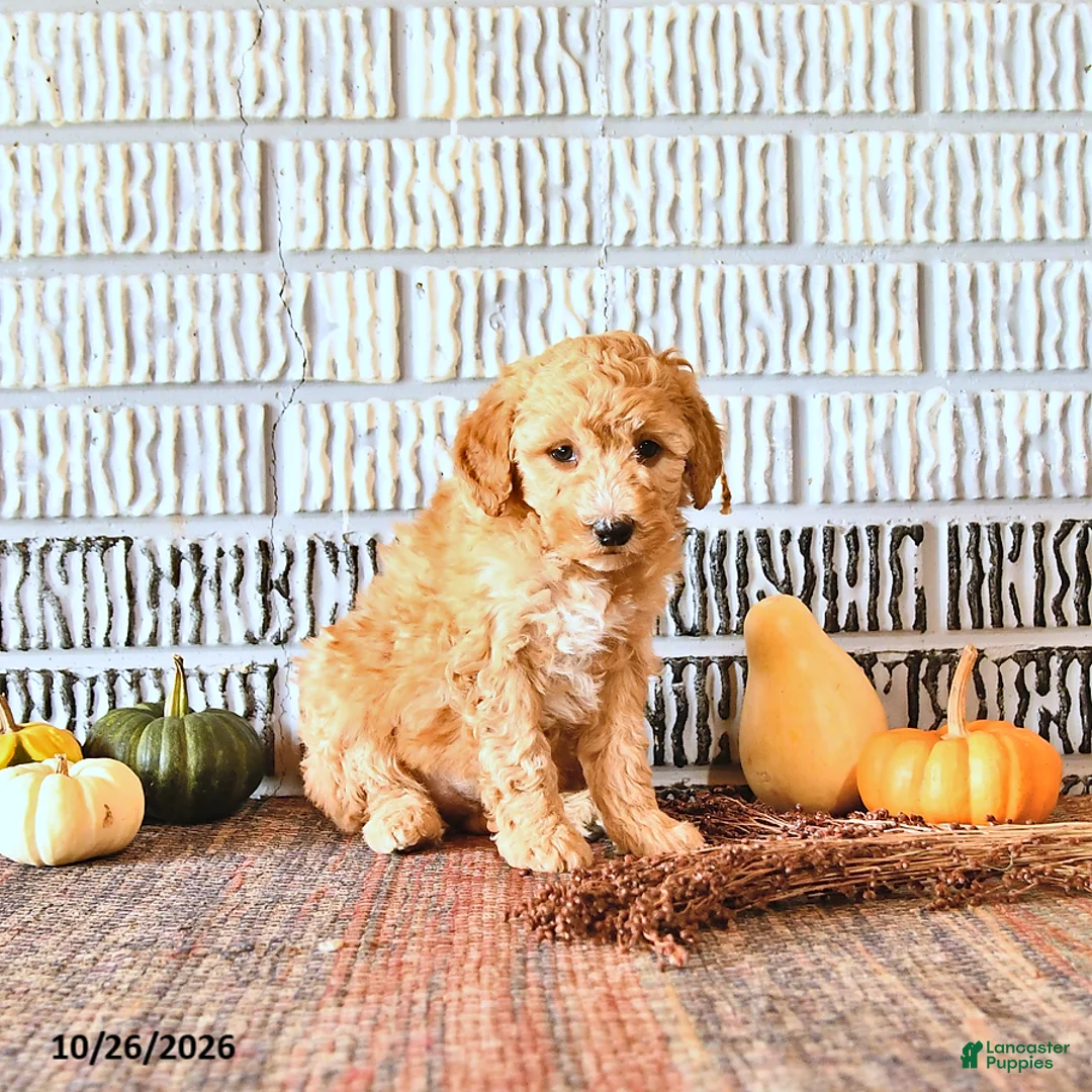 Mini Goldendoodle dogs for sale: Molly - Ad 2