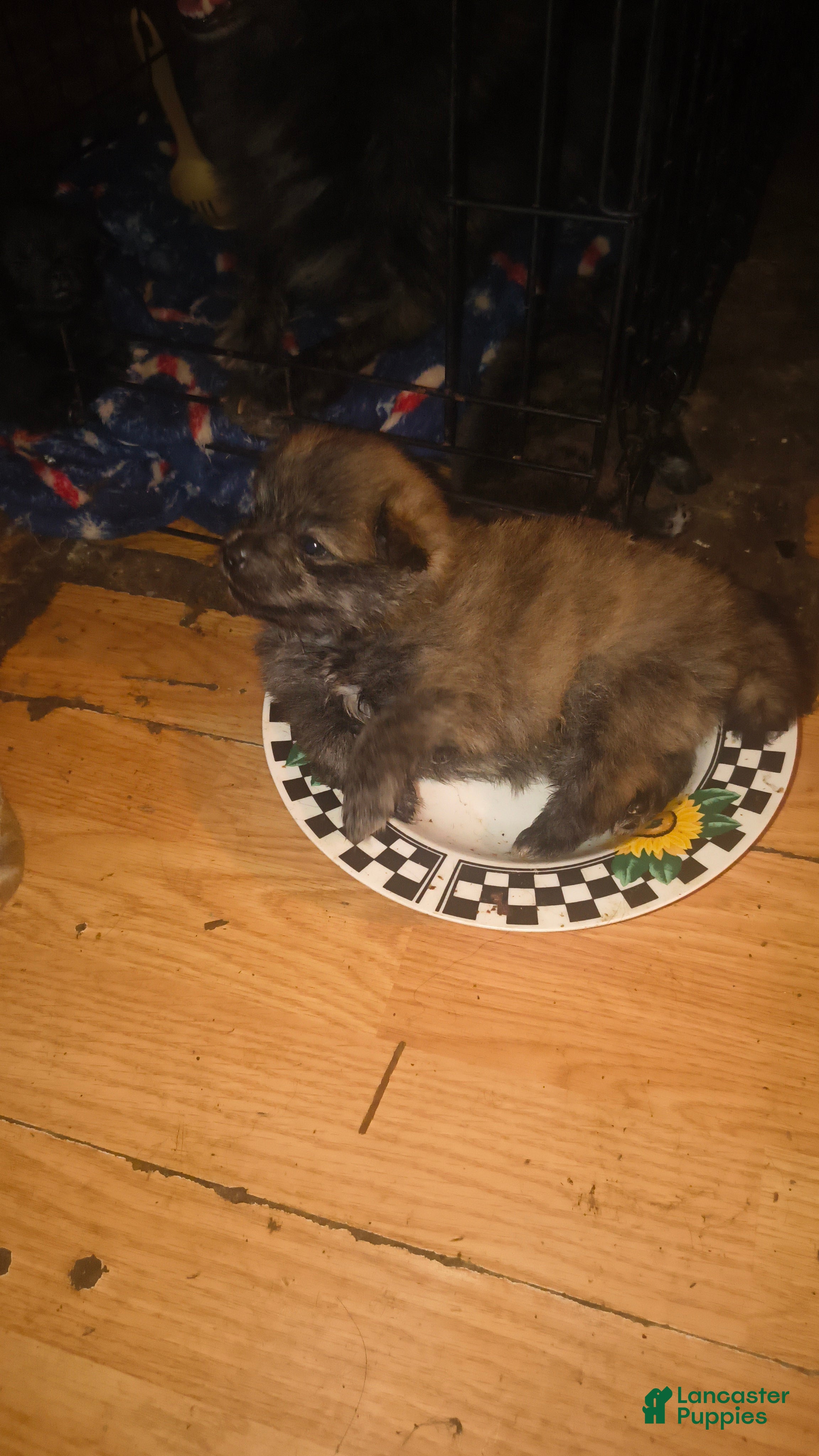 Pomeranian dogs Pomeranian Puppy 1 - Ad 11