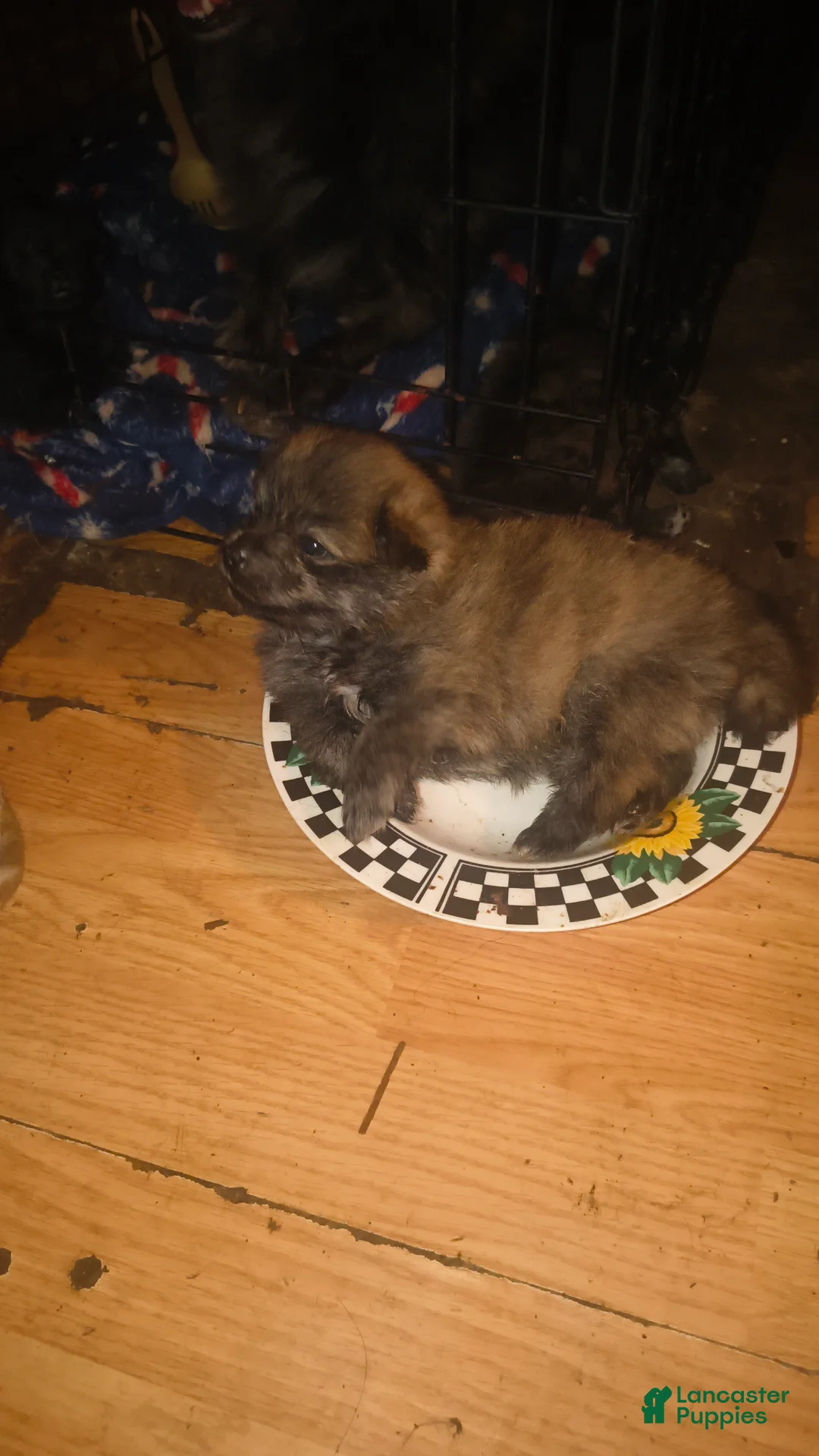 Pomeranian dogs for sale: Pomeranian Puppy 1 - Ad 1