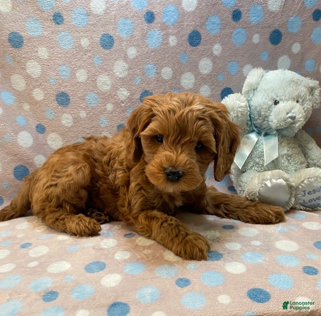 Cavapoo dogs Elmo - Ad 2