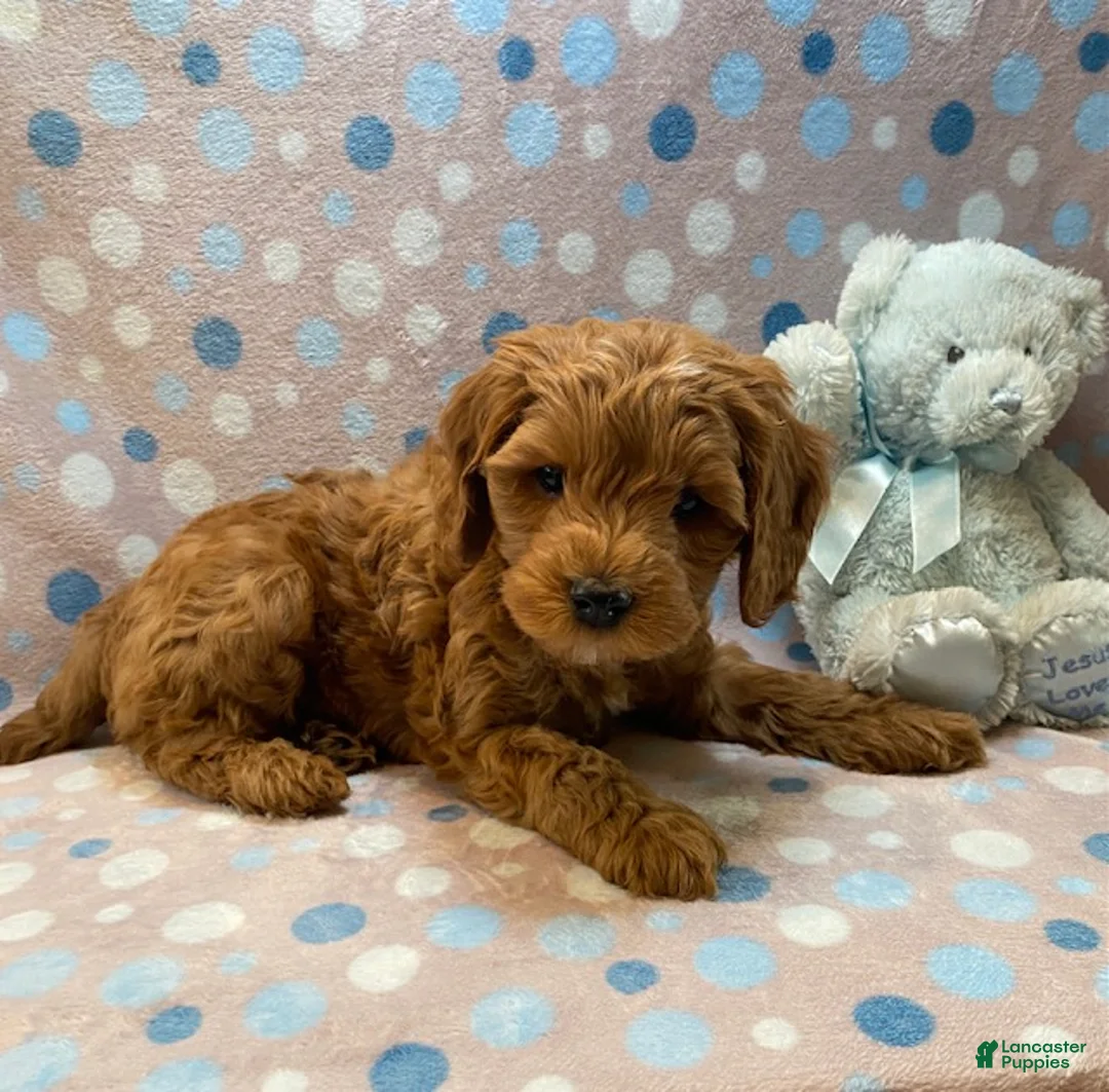 Cavapoo dogs for sale: Elmo - Ad 2