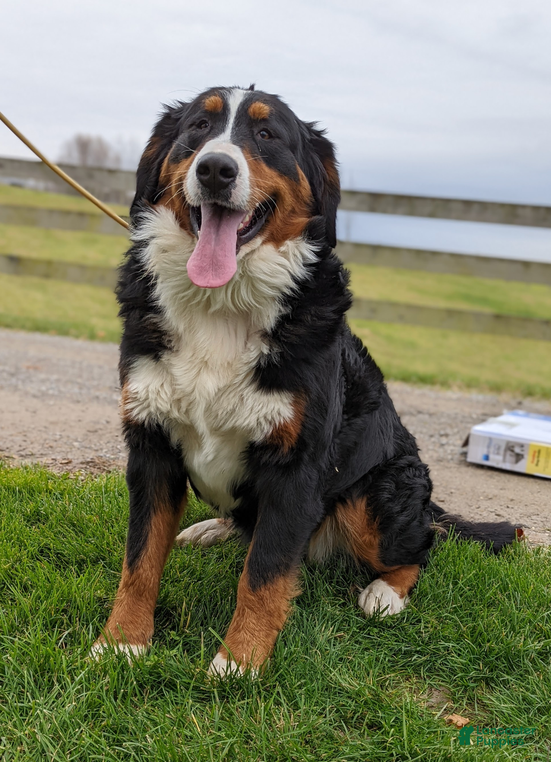 Mini Bernedoodle dogs for sale: Mini Nemo  - Ad 13