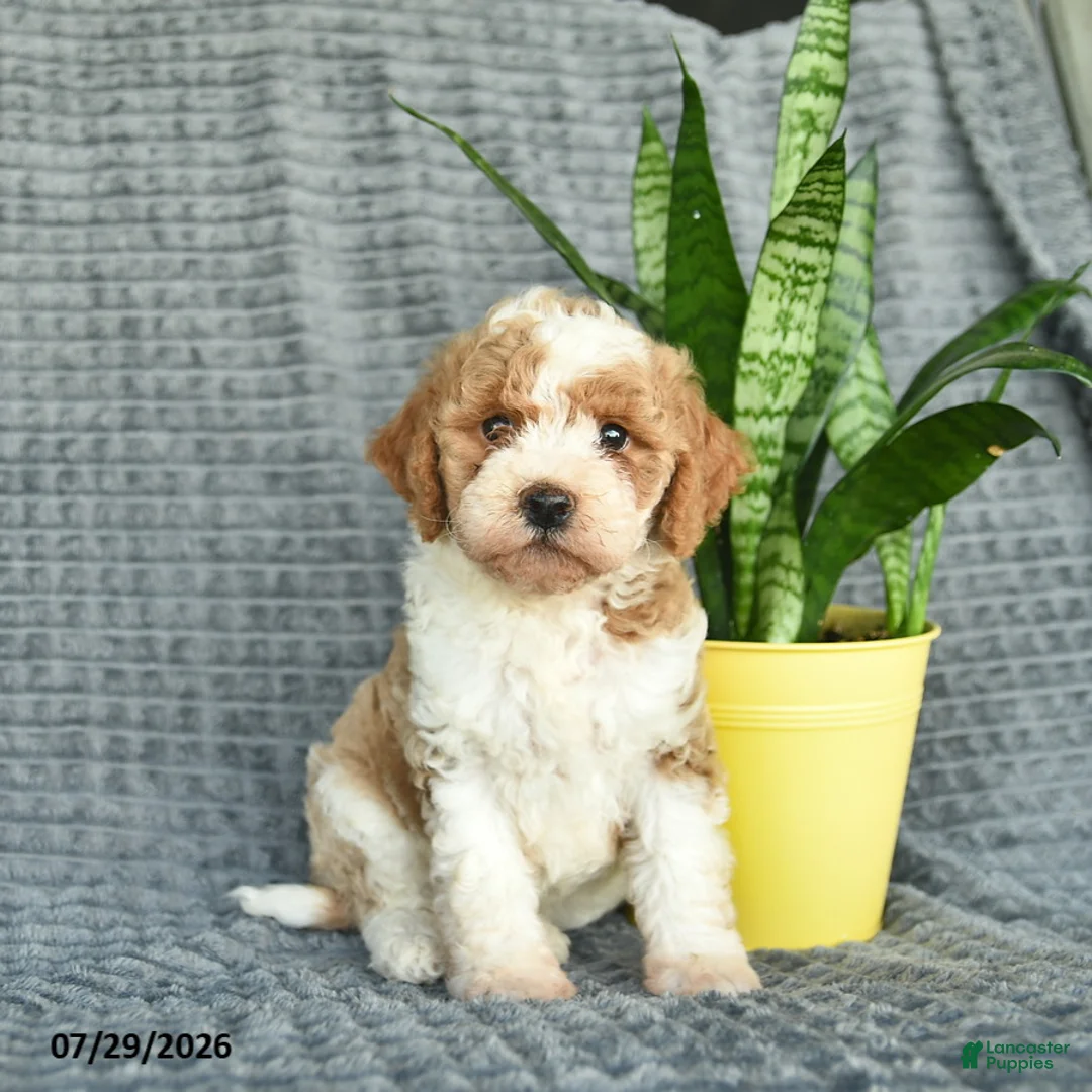 Aussiedoodle dogs for sale: Wendy  - Ad 1