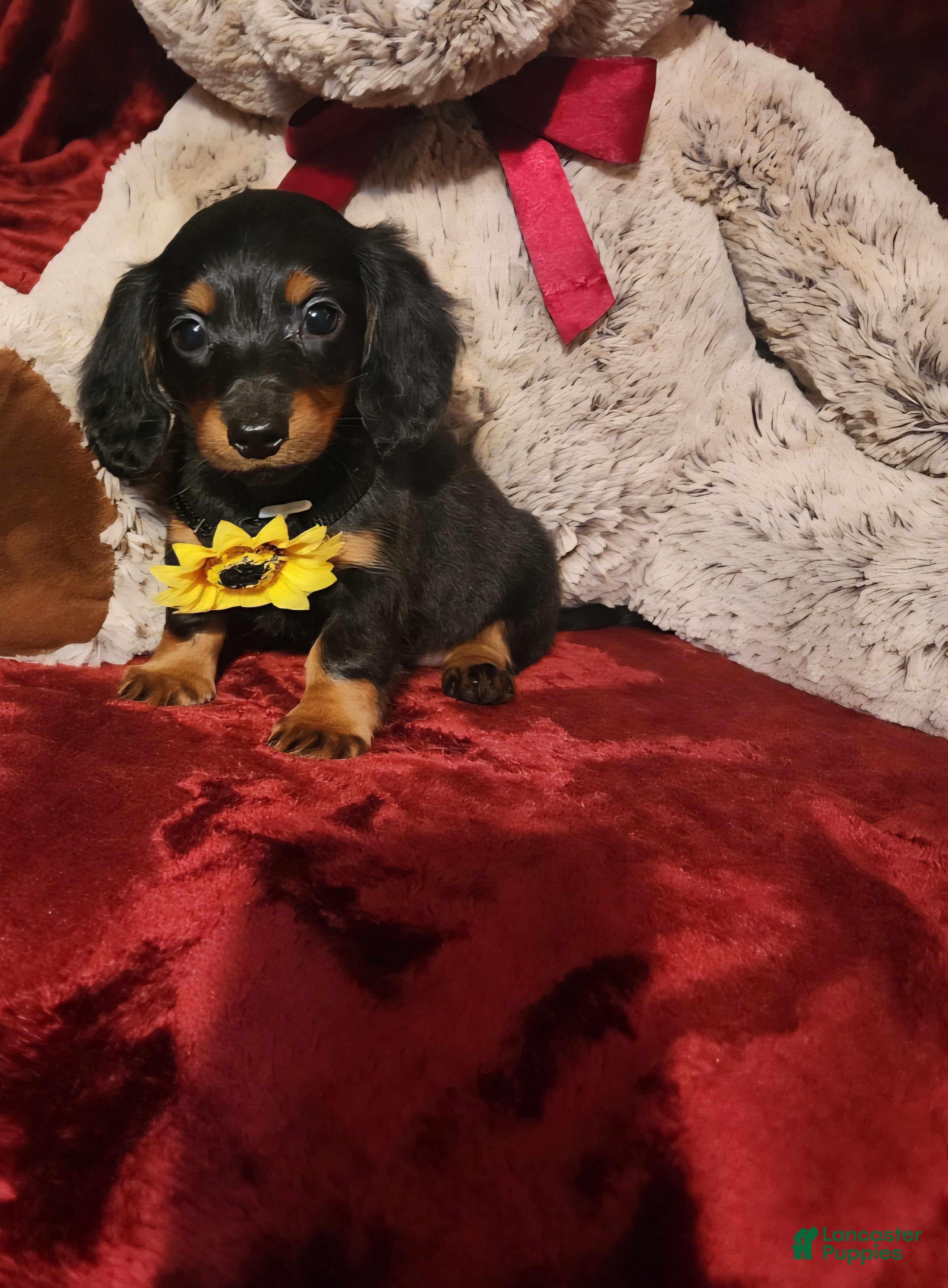 Miniature Dachshund dogs LITTLE INDY - Ad 18