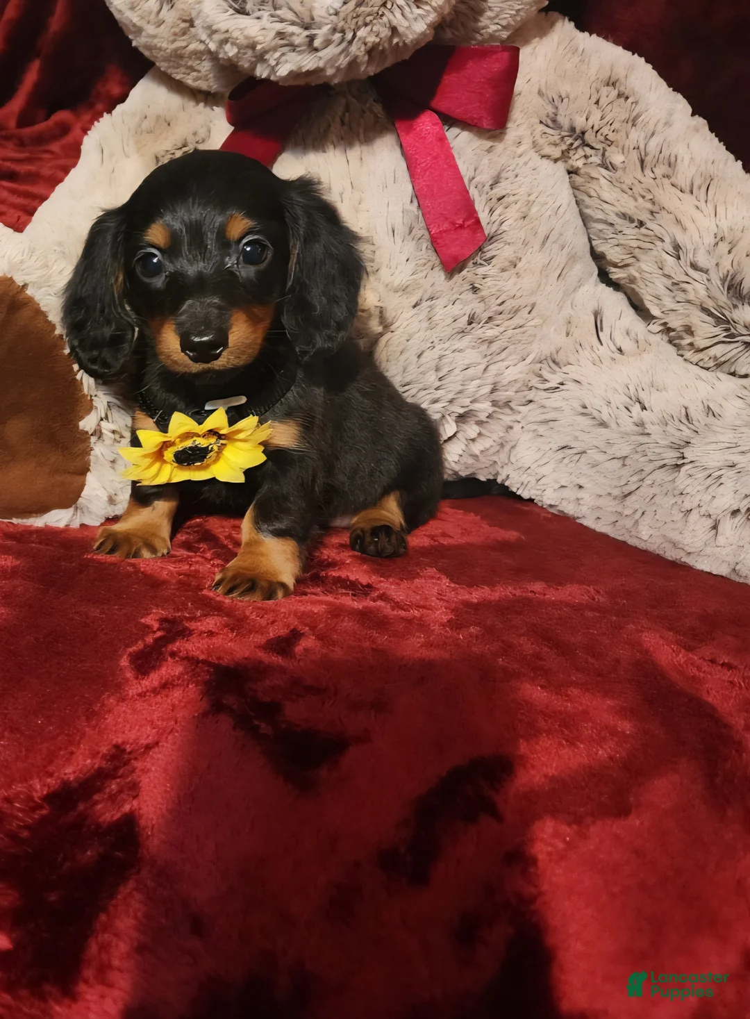 Miniature Dachshund dogs for sale: LITTLE INDY - Ad 1