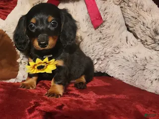 Miniature Dachshund dogs LITTLE INDY - Ad 18