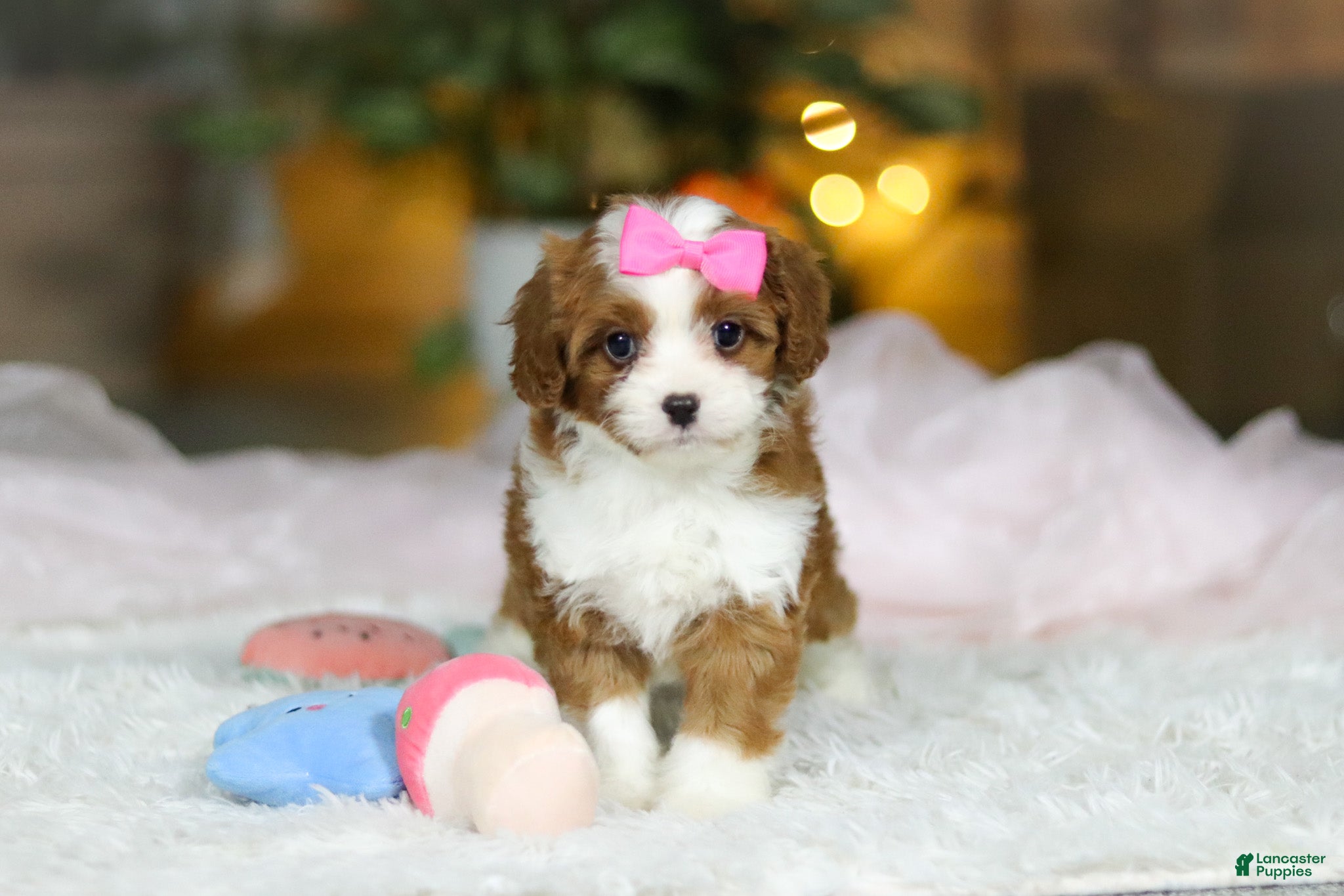 Cavapoo dogs Sophie - Ad 4
