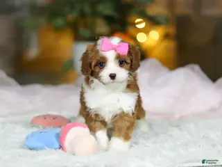 Cavapoo dogs Sophie - Ad 4