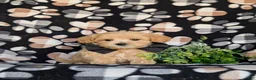 Maltipoo dogs for sale: Clifton 8 lbs Full Grown - Ad 3