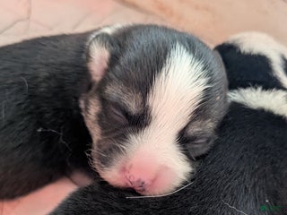 Welsh Corgi Pembroke dogs - Ad 21