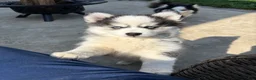 Pomsky dogs for sale: Quinn - Ad 5