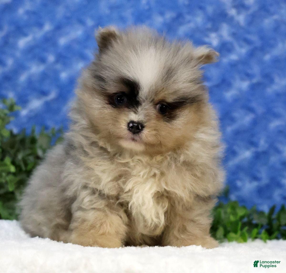 Pomeranian dogs Cane - Ad 1