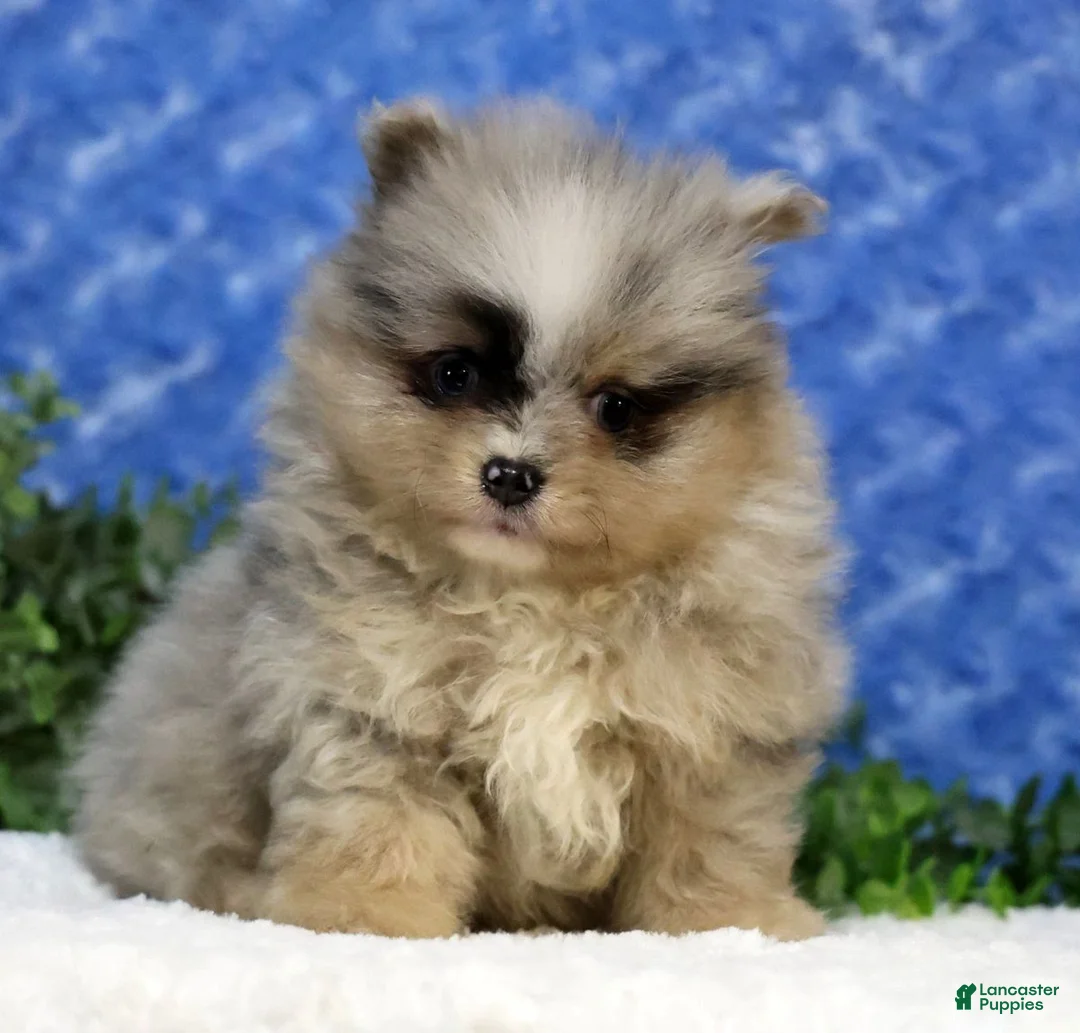 Pomeranian dogs for sale: Cane - Ad 1