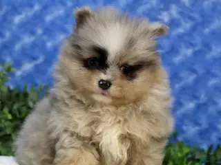 Pomeranian dogs for sale: Cane - Ad 4
