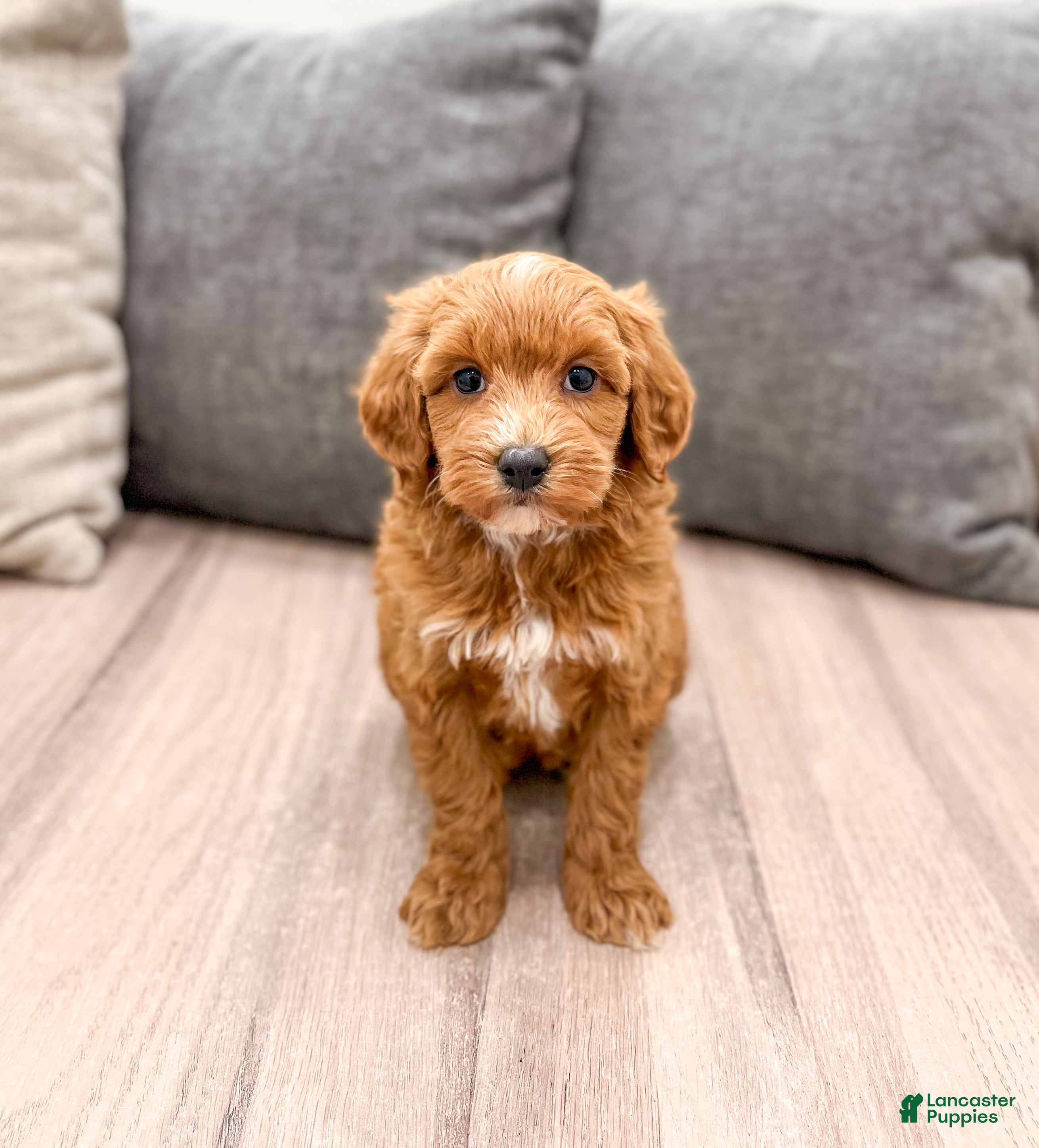 Labradoodle dogs Jewel - Ad 19