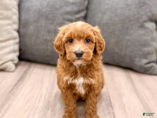 Labradoodle dogs Jewel - Ad 19