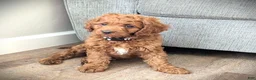 Cavapoo dogs for sale: Toby - Ad 3