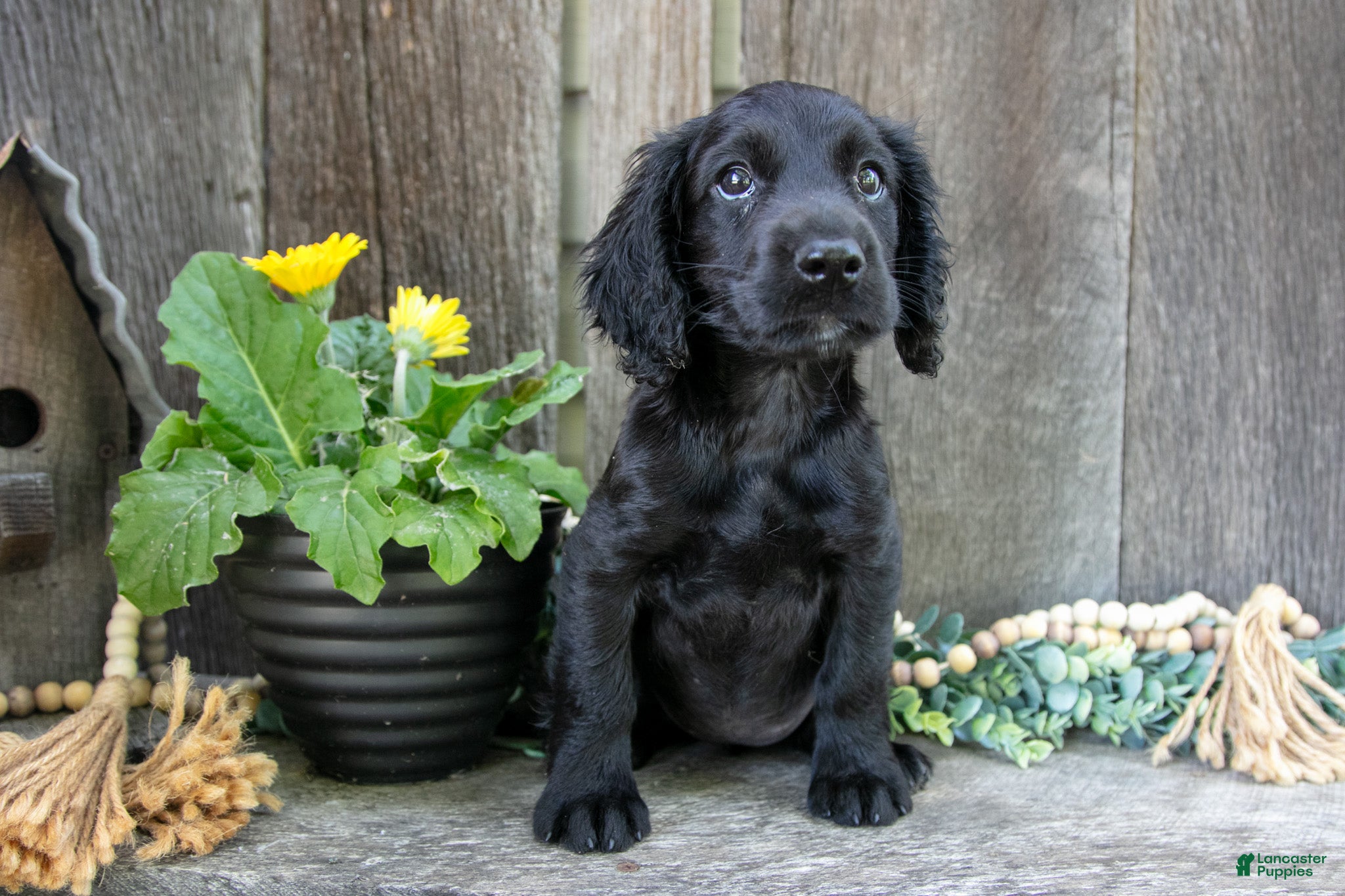 English Cocker Spaniel dogs Sparkle - Ad 1