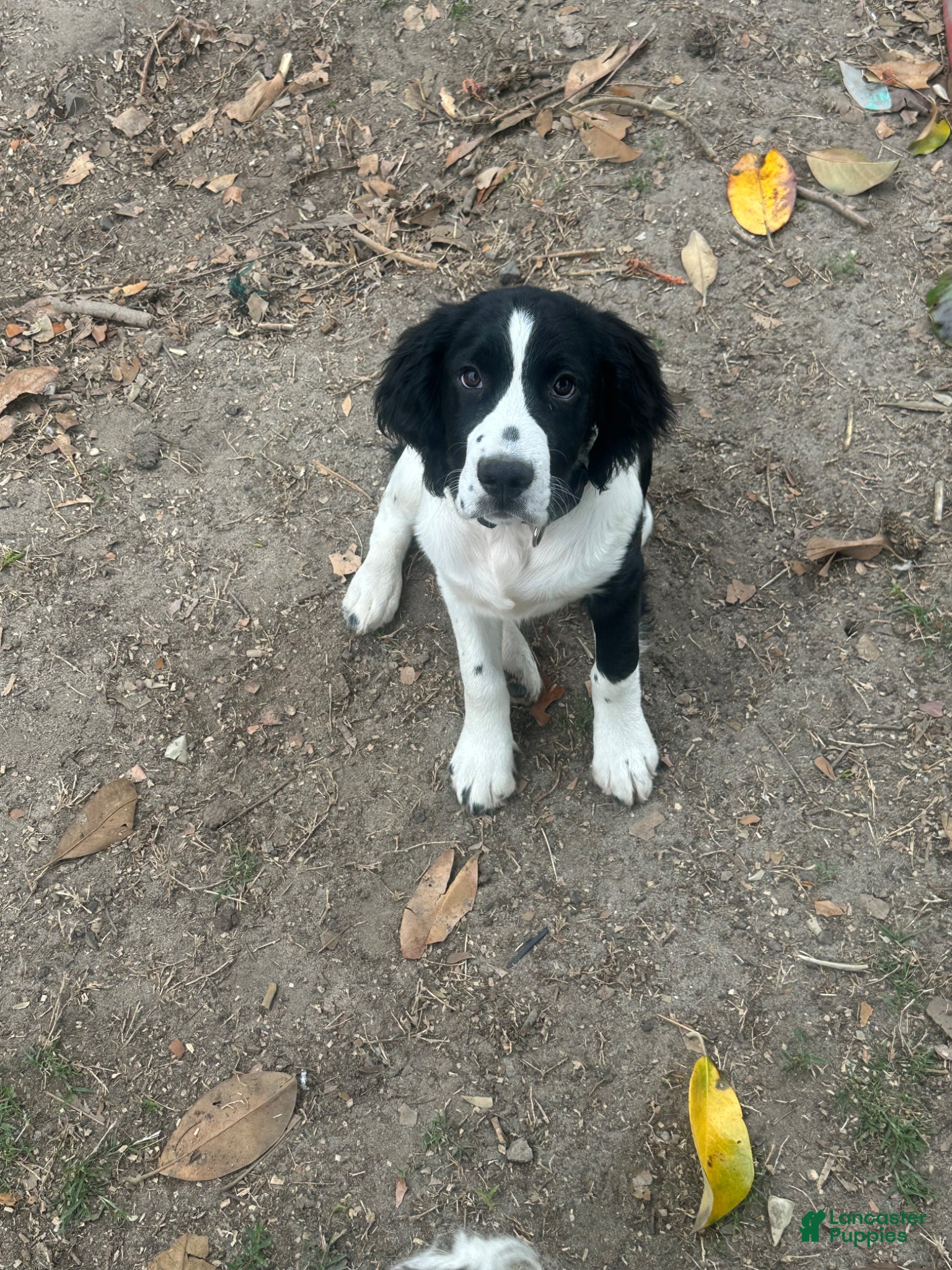 English Springer Spaniel dogs English Springer Spaniel Puppy 1 - Ad 1