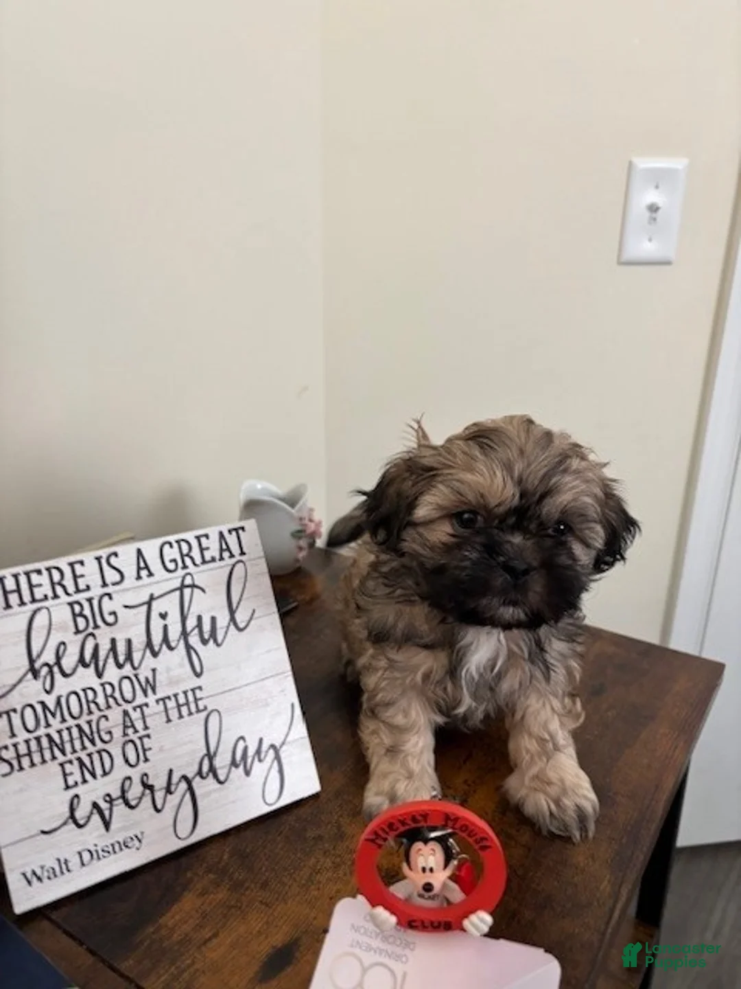 Shih Tzu dogs for sale: Shih Tzu Puppy - Trooper - Ad 2