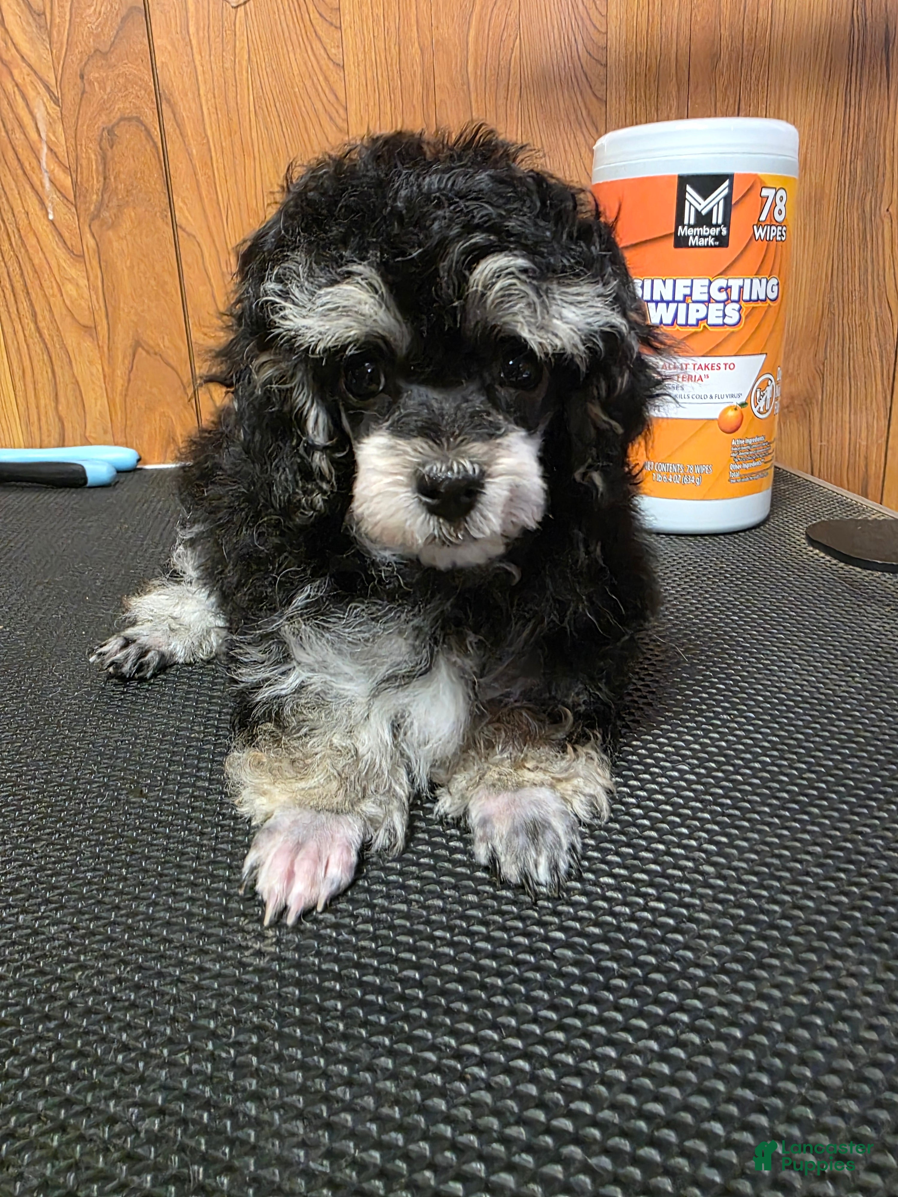 Toy Poodle dogs Bubba - Ad 2