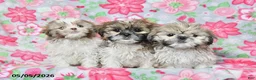 Shih Tzu dogs for sale: Scout - Ad 3