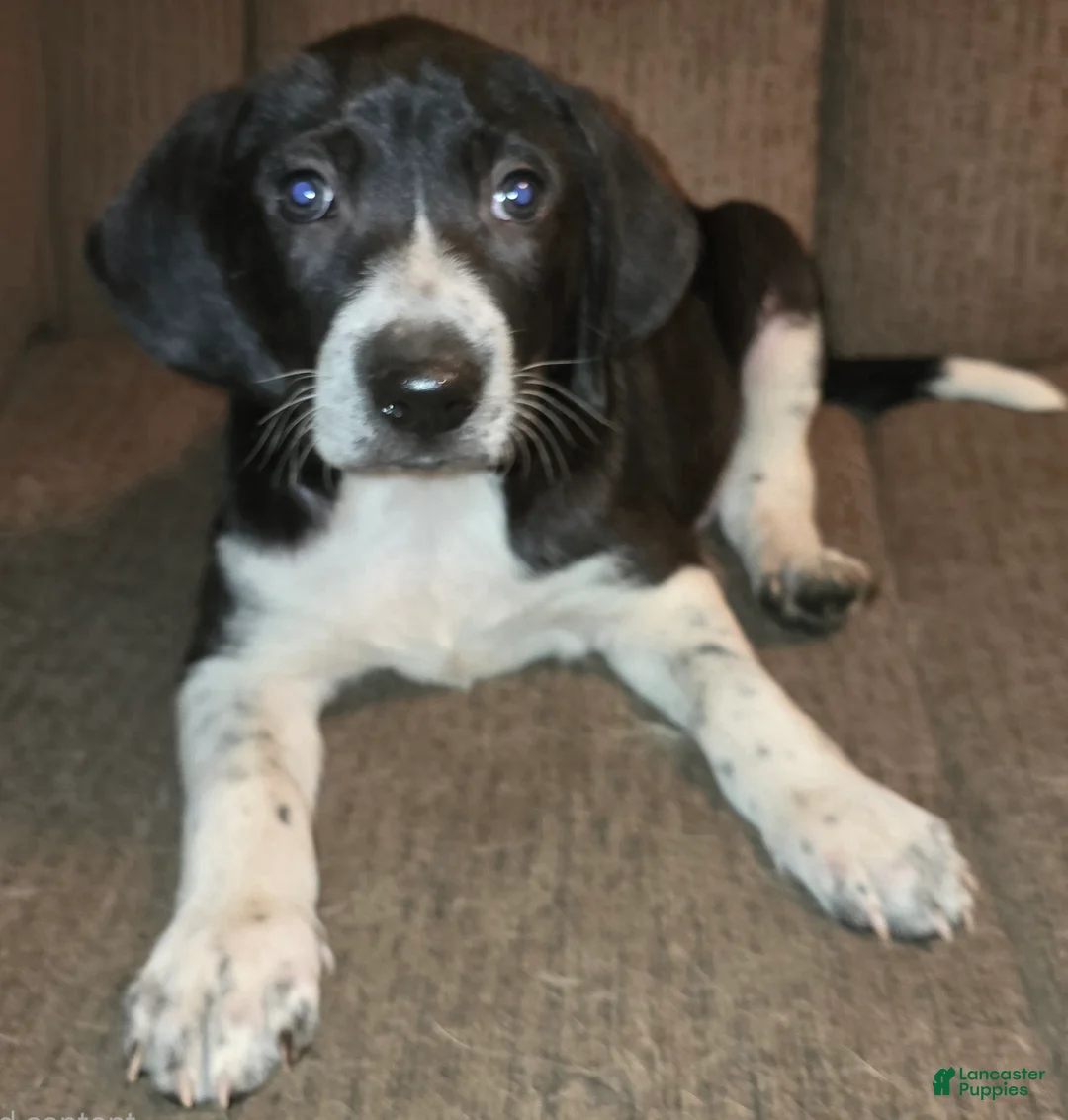 Other breed dogs for sale: Levi - Ad 7