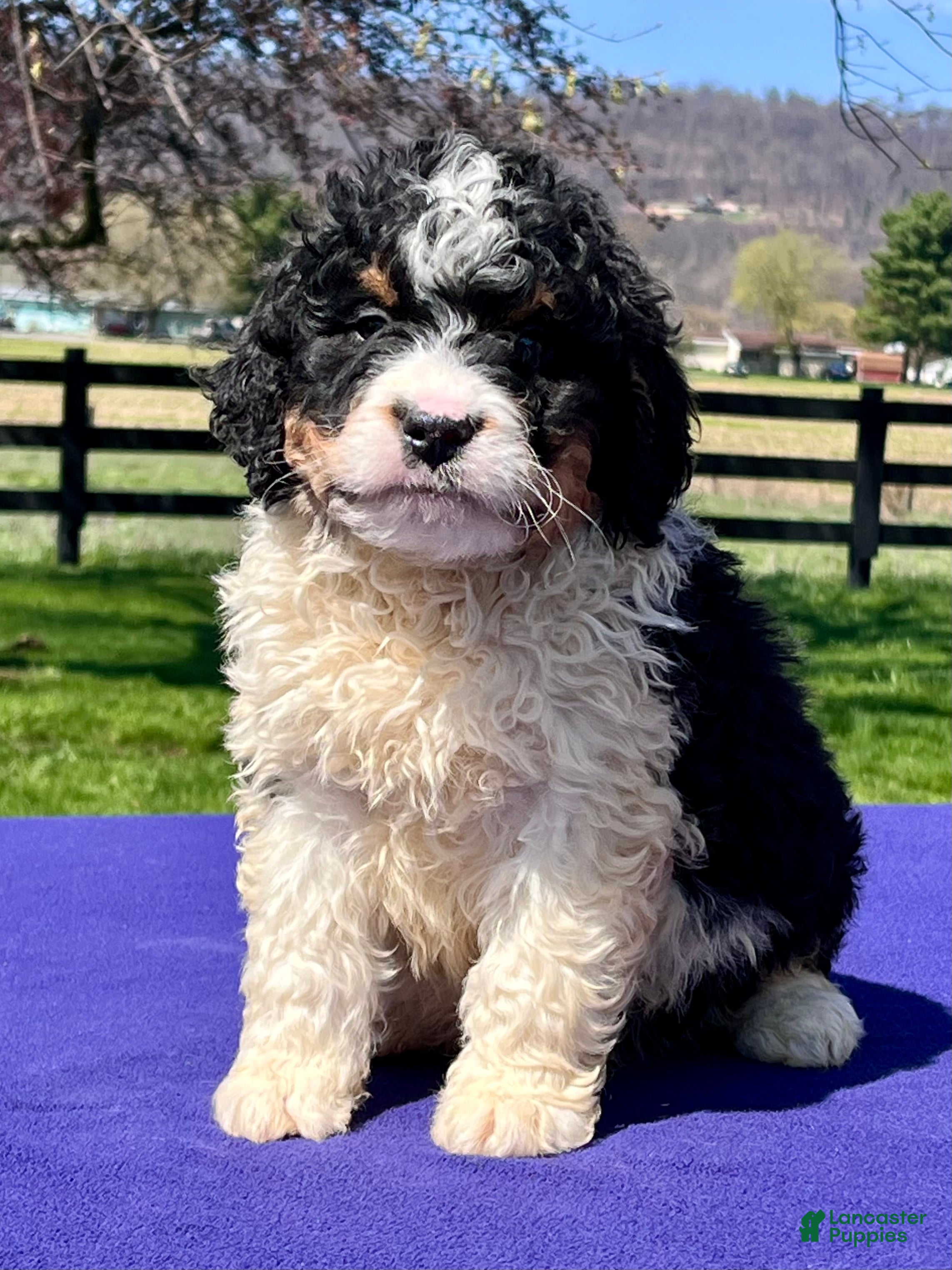 Bernedoodle dogs Leo - Ad 2