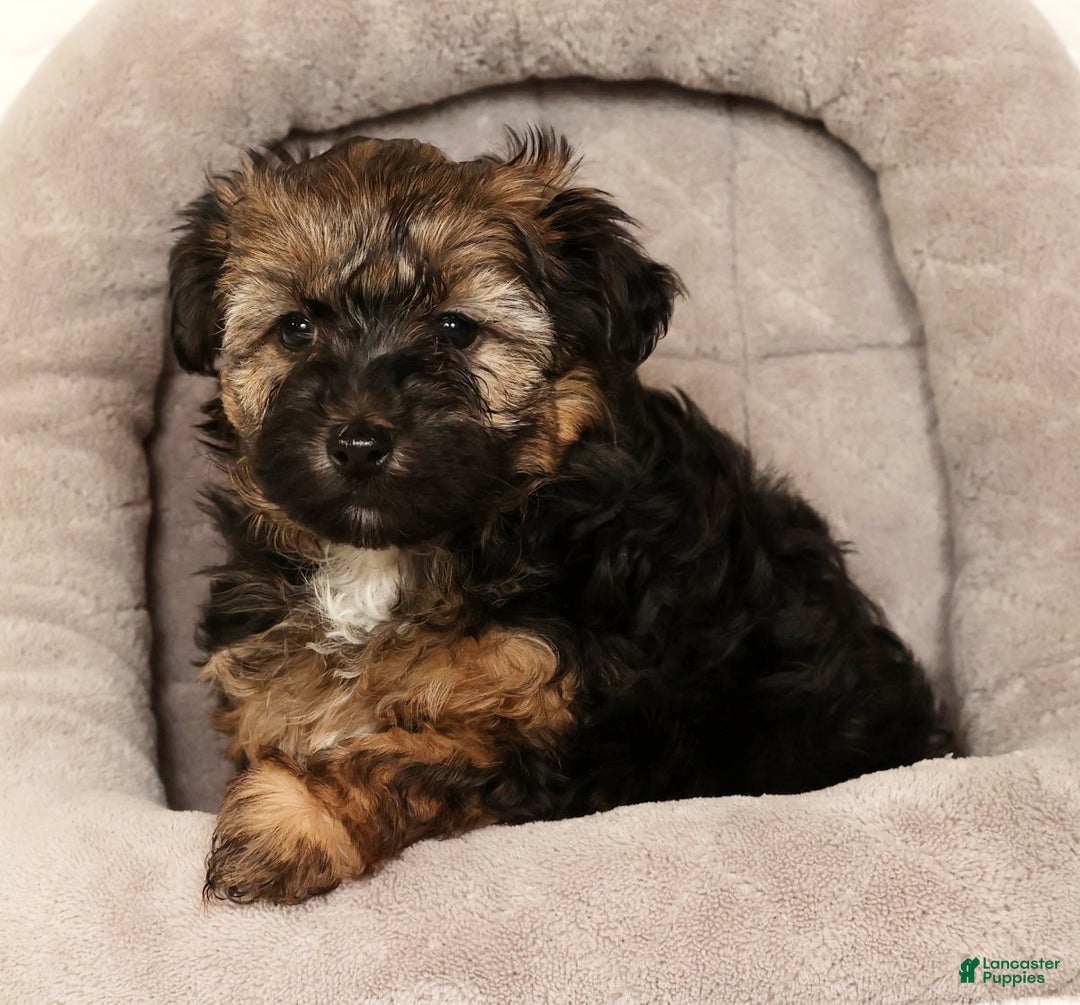 Yorkiepoo dogs for sale: Bailey  3lbs - Ad 8