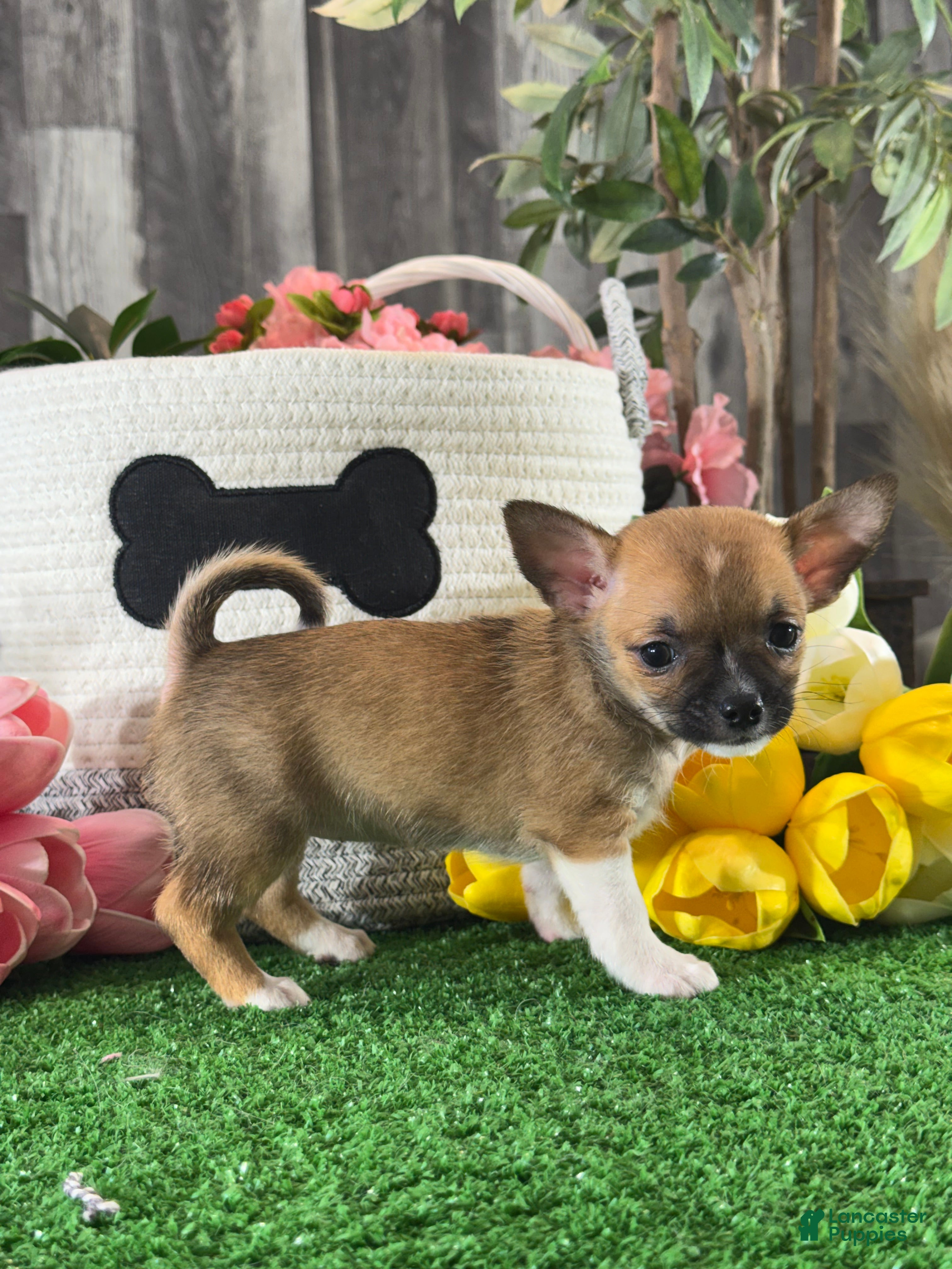 Chihuahua dogs for sale: Fern - Ad 5