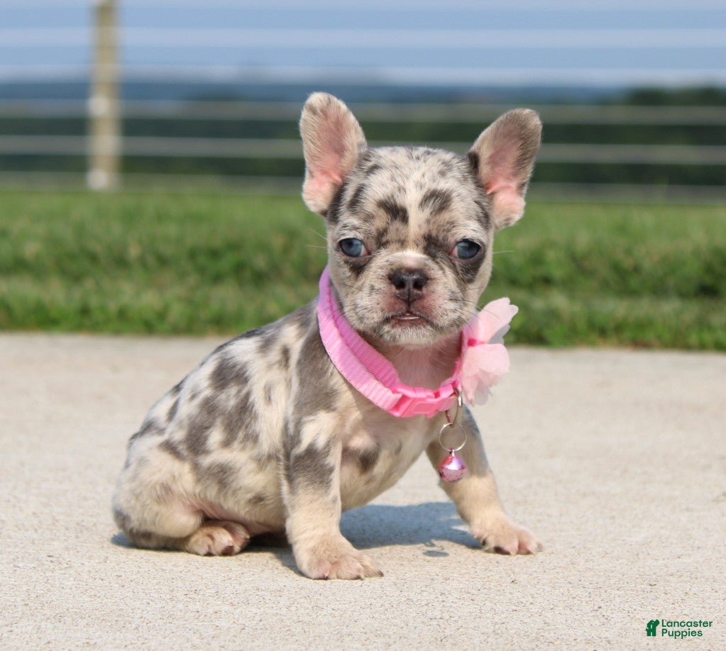 French Bulldog dogs Karla - Ad 1