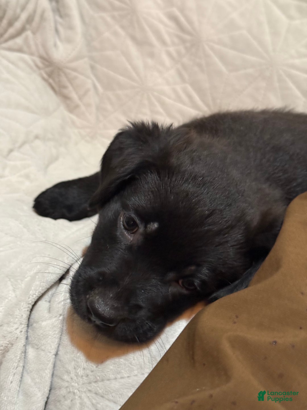 Mixed Breed dogs for sale: Mixed Breed Puppy 5 - Ad 5