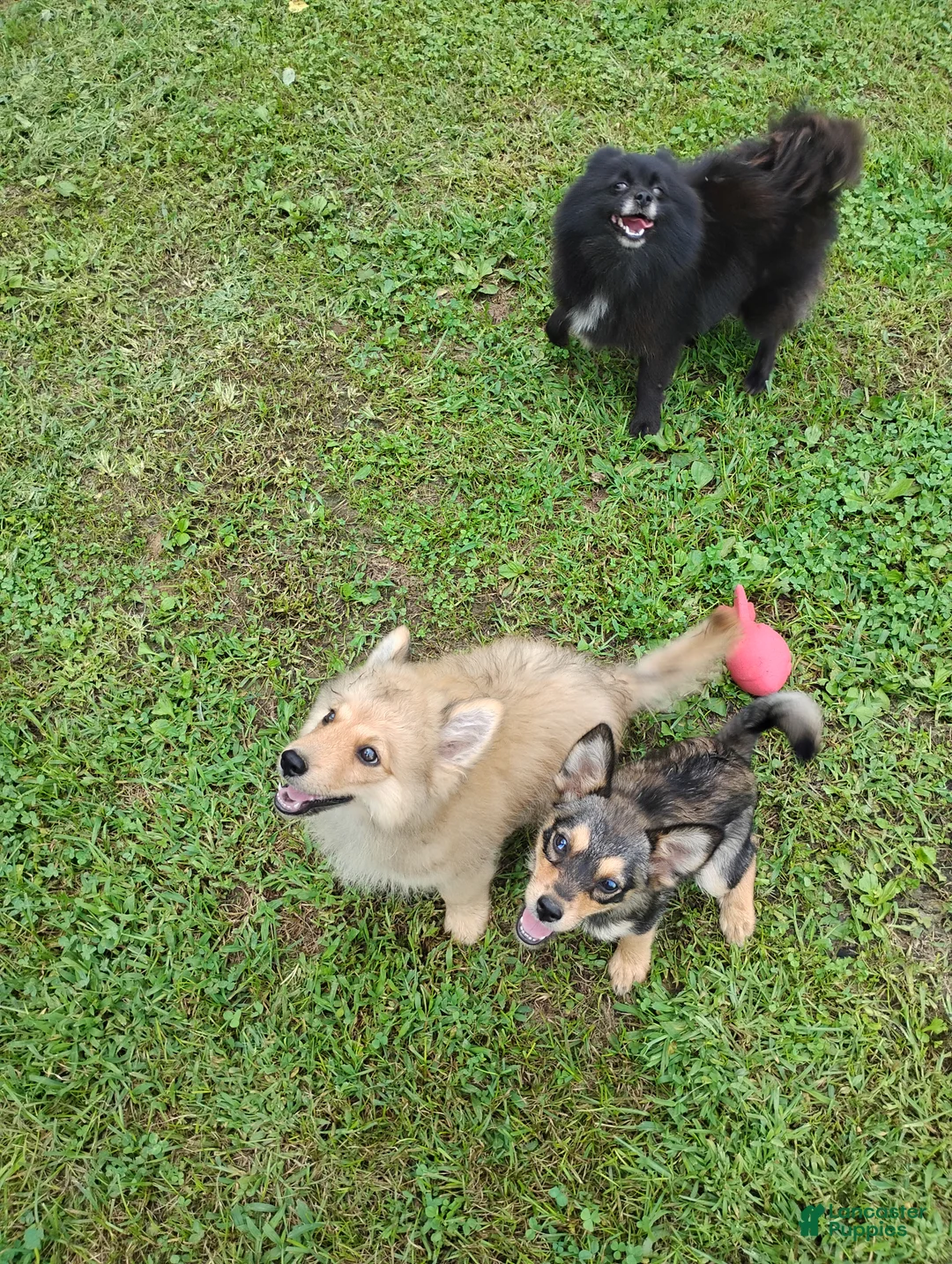 Pomsky dogs for sale: Tan Pomsky male  - Ad 2