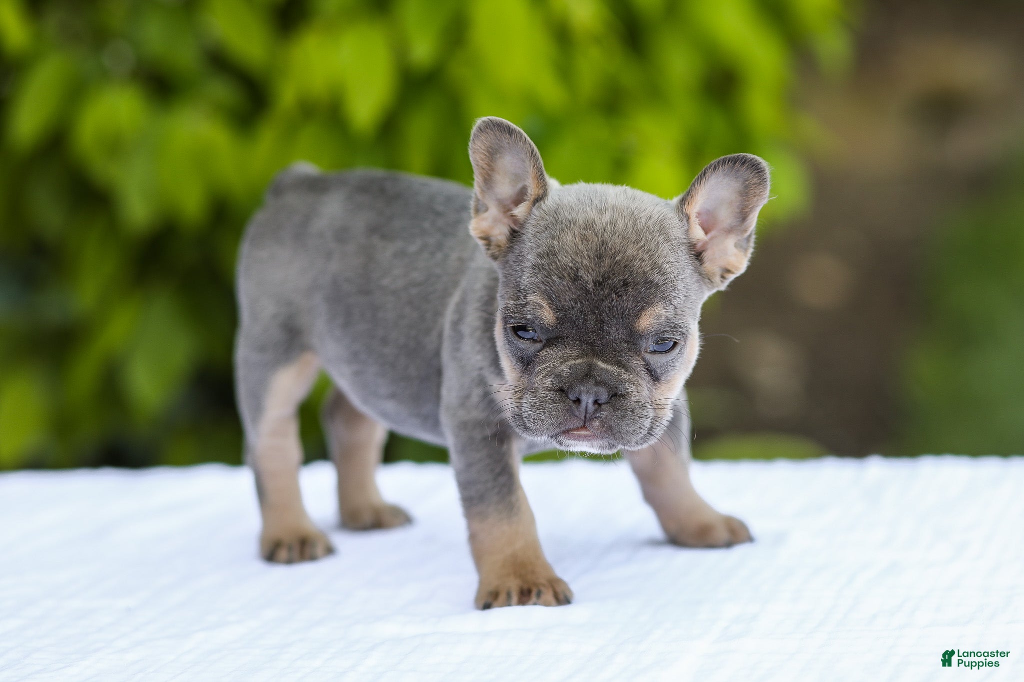 French Bulldog dogs for sale: Jana - Ad 2